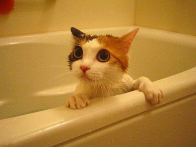1469605111641569.jpg 猫咪洗澡.jpg