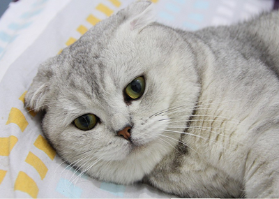 1482216148146677.png 英短猫咪.png